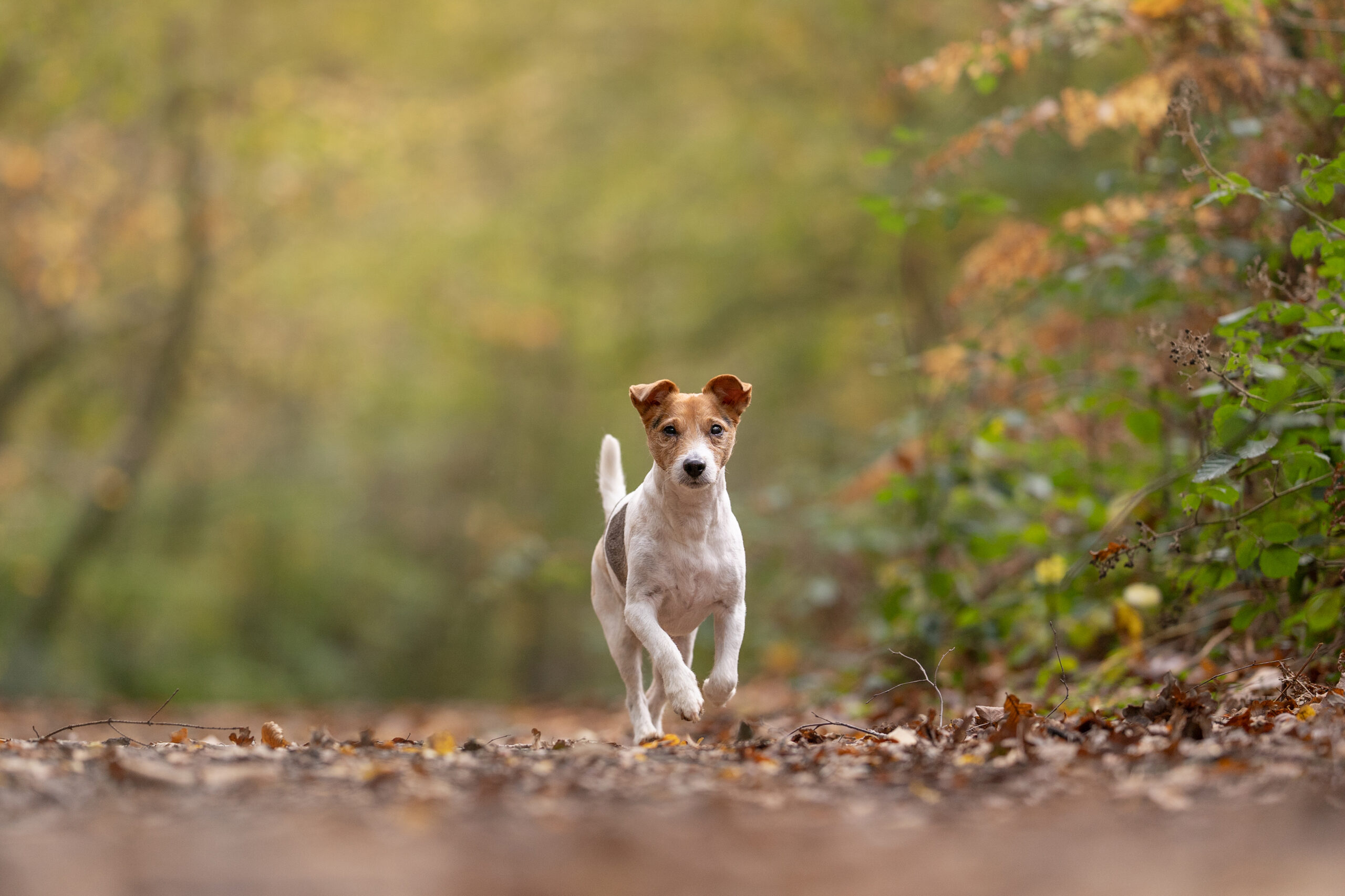 Top 5 Dog Walks in East Sussex