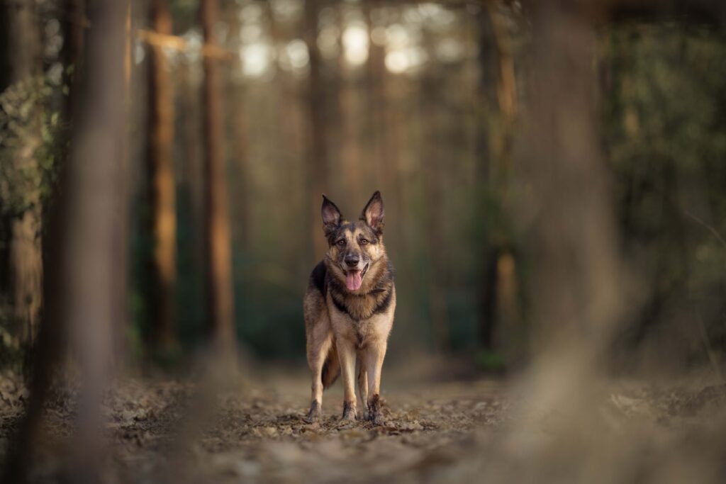 dog photograph of border collie cross german shepherd in ashdown forest sussex