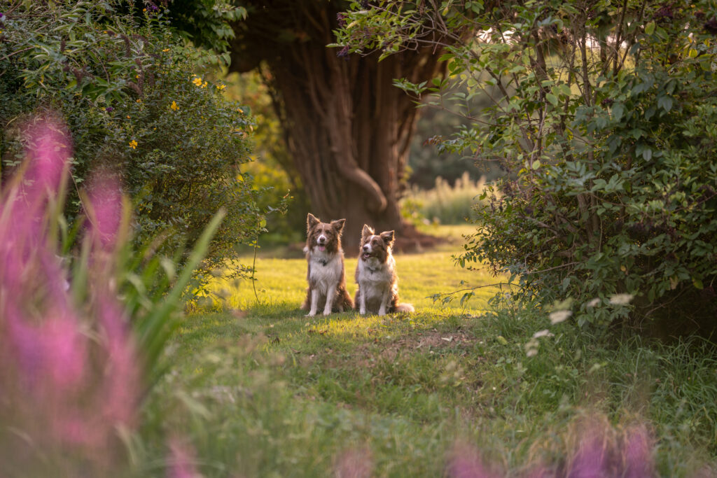 dog photograph of two border collies outdoors in Sussex
