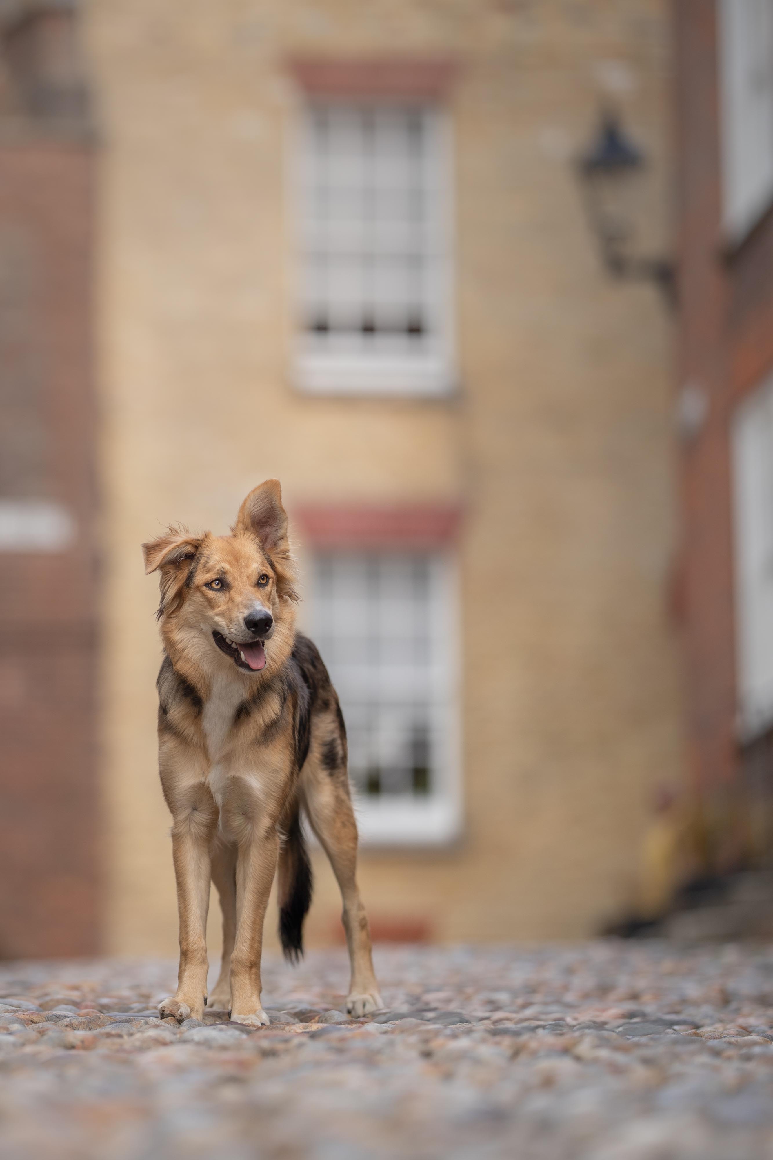 dog standing on cobbled street in rye east sussex