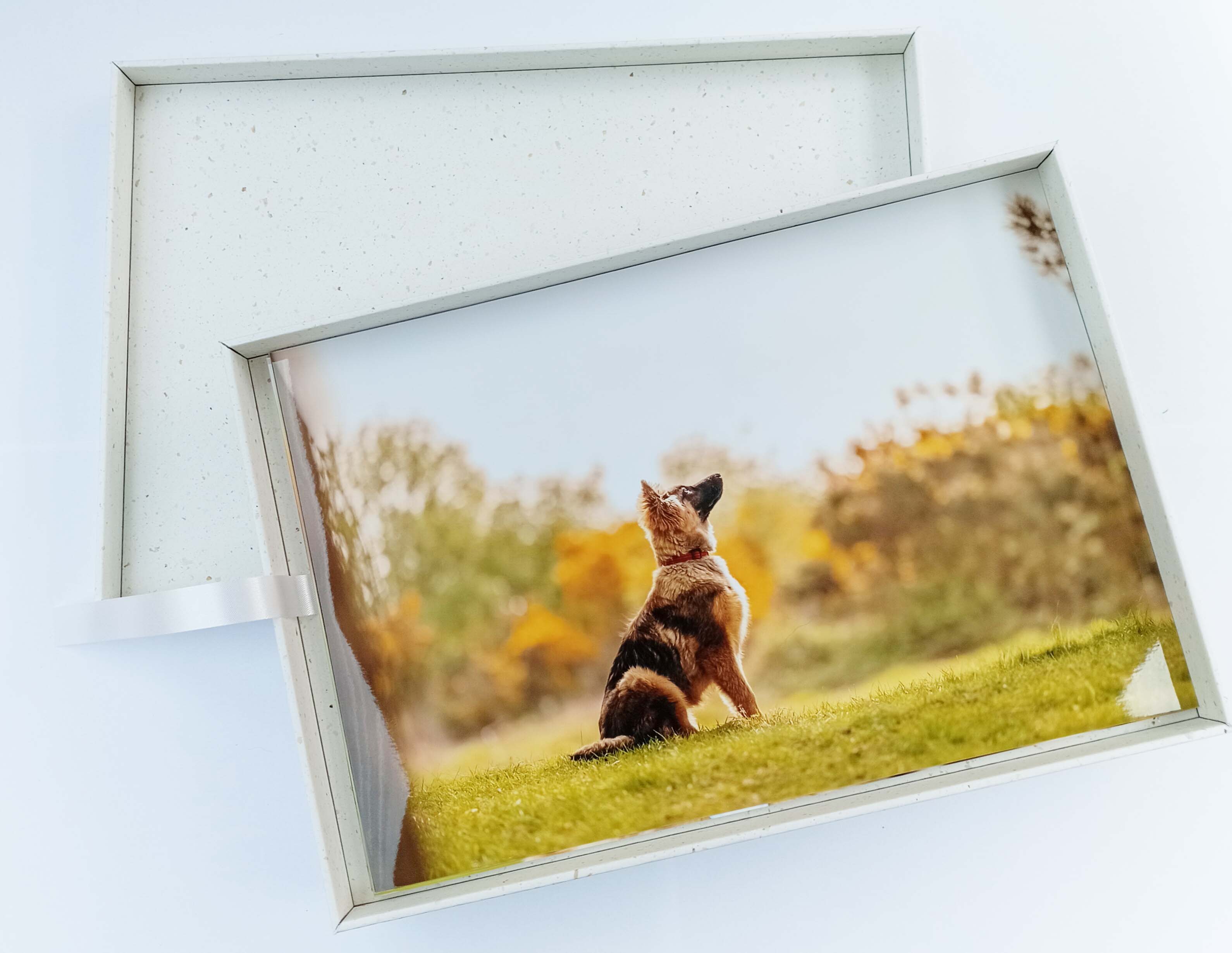 photo print in a box of a dog on the forest in Sussex