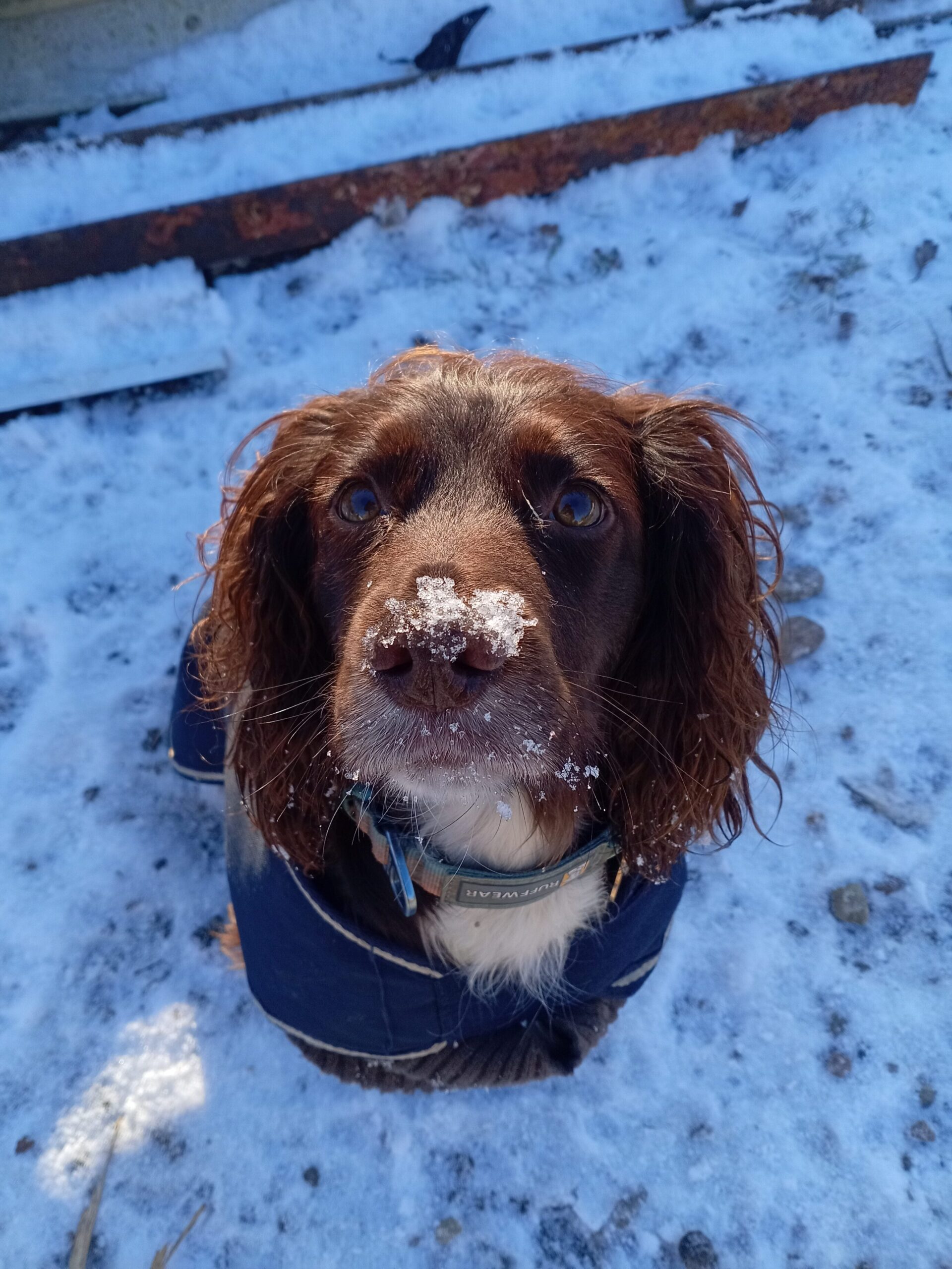 sprocker spaniel with nose covered in snow
