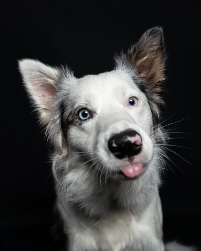 dog studio portrait with tongue sticking out