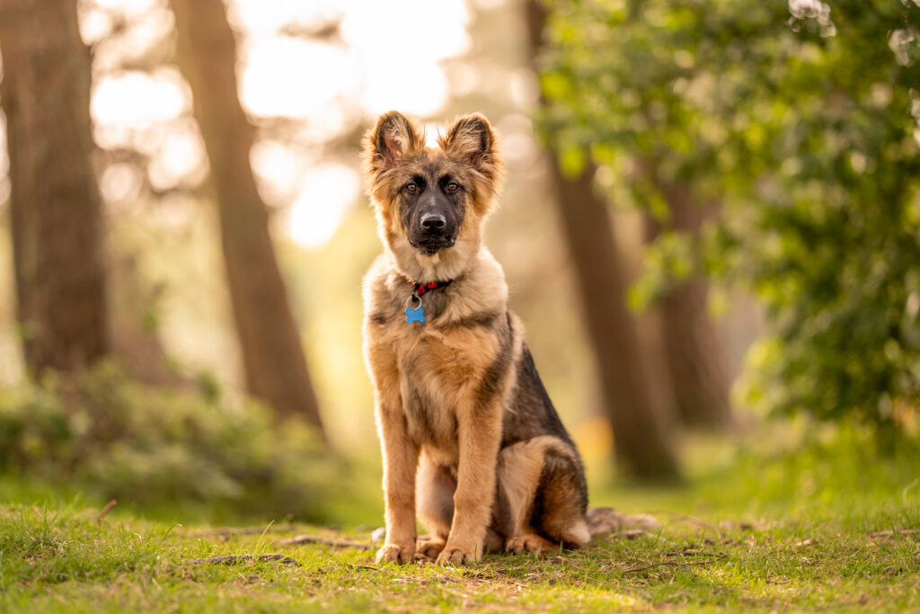 German shepherd puppy sitting on forest in east susses during dog photography session
