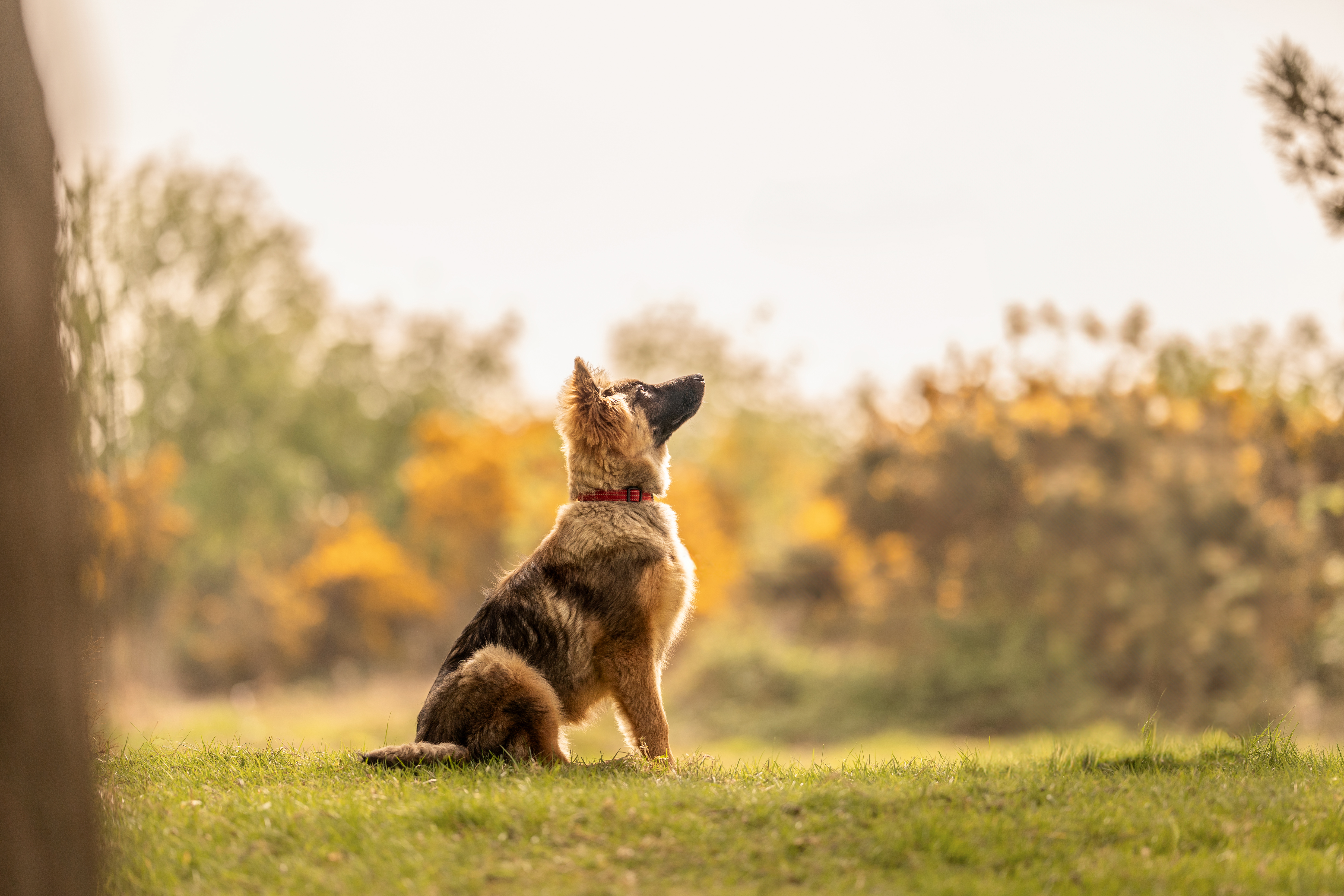 German shepherd puppy sitting looking at owner on the forest in east sussex