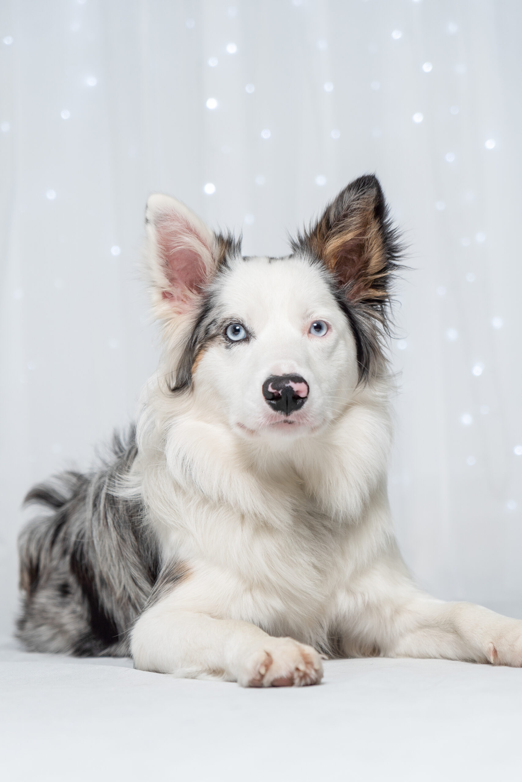 Studio portrait of a border collie in Crowborough