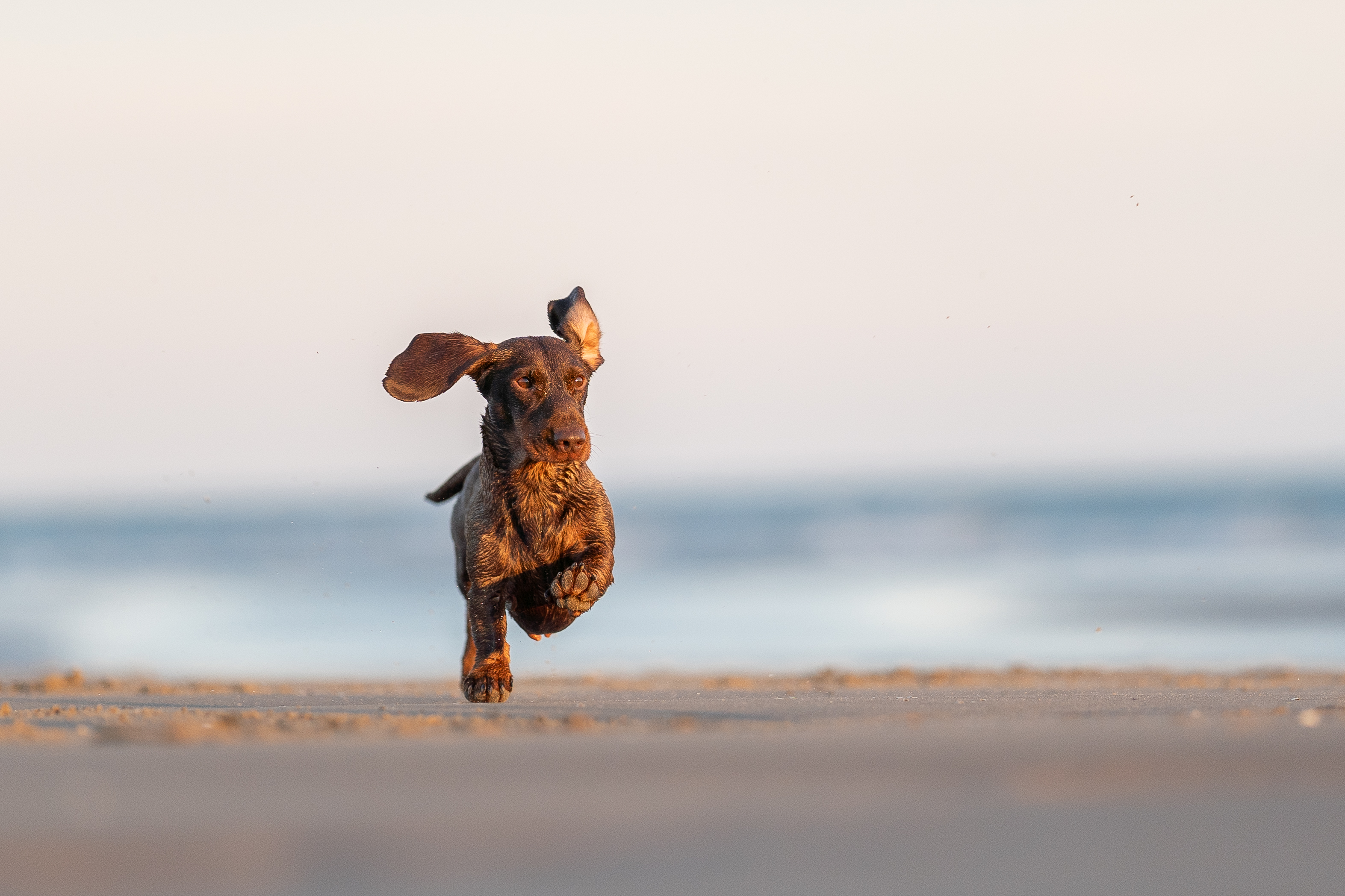 Dog running on Camber sands beach in Rye during a dog photography session