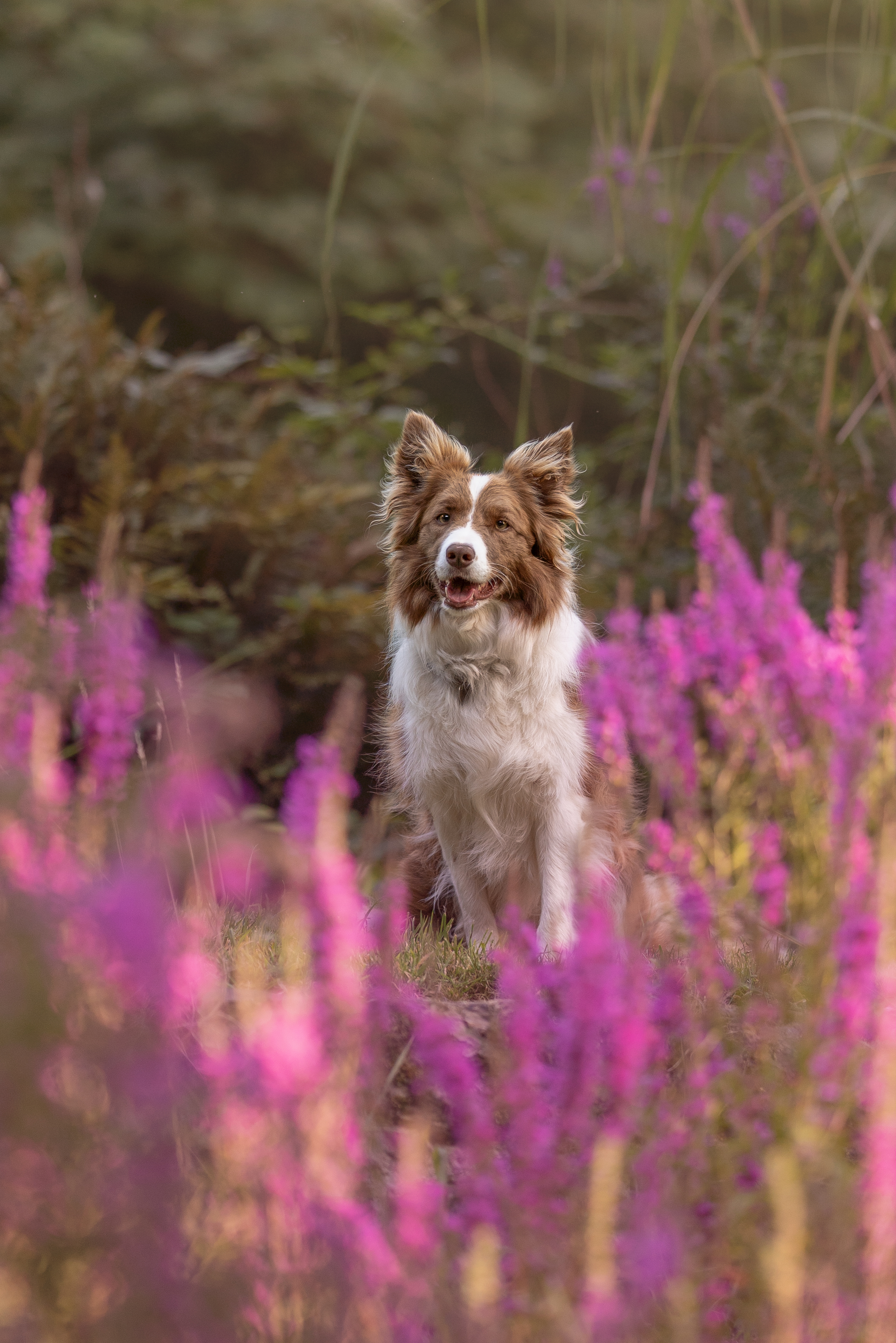 Border collie sitting amongst pink flowers during a dog photography session.