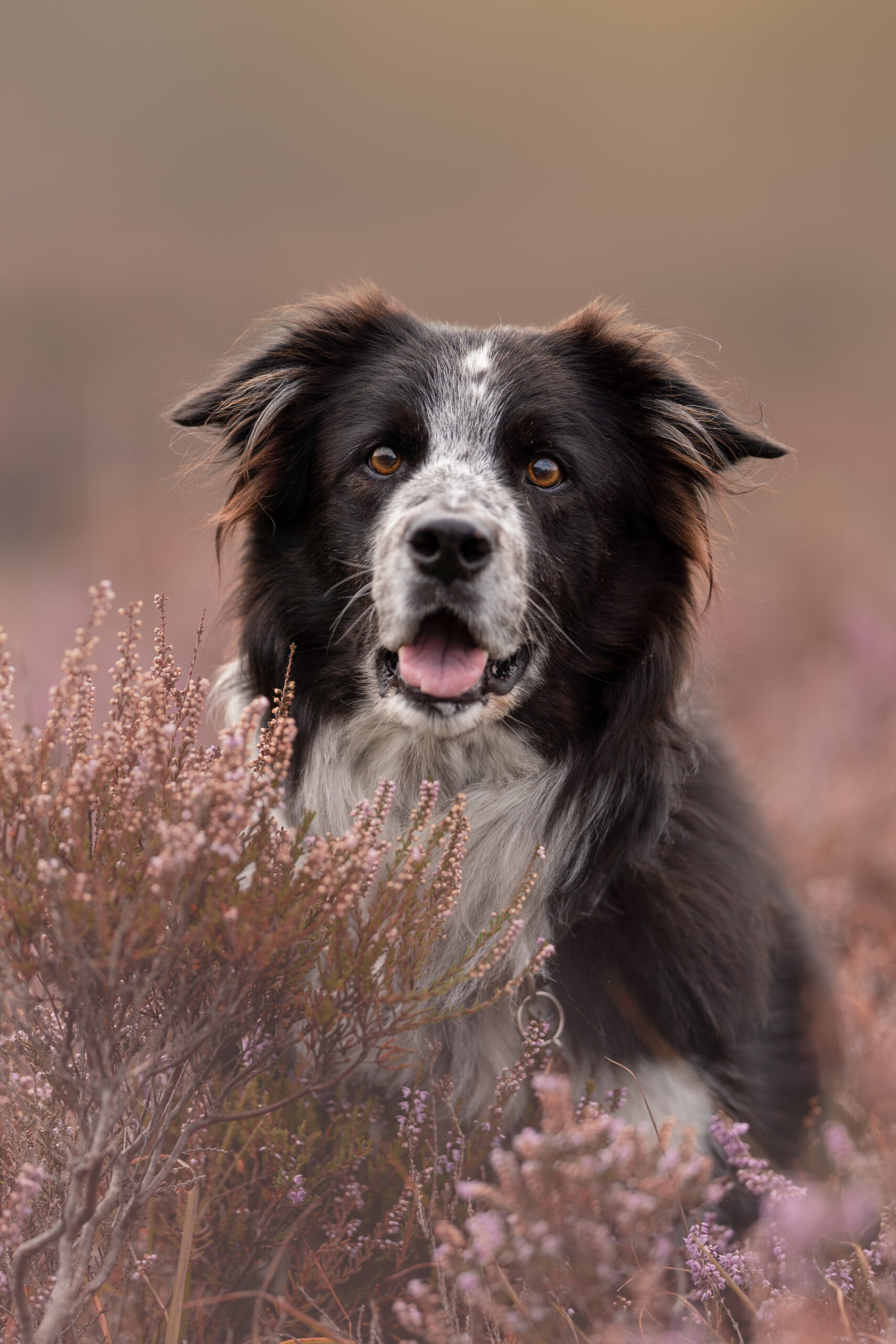 Sweep the Collie – Dog Photography in Sussex