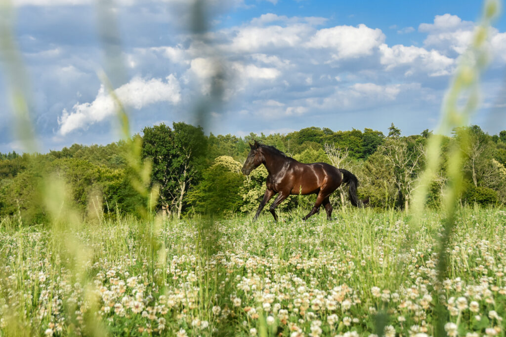 equine photoshoot, horse running loose in field
