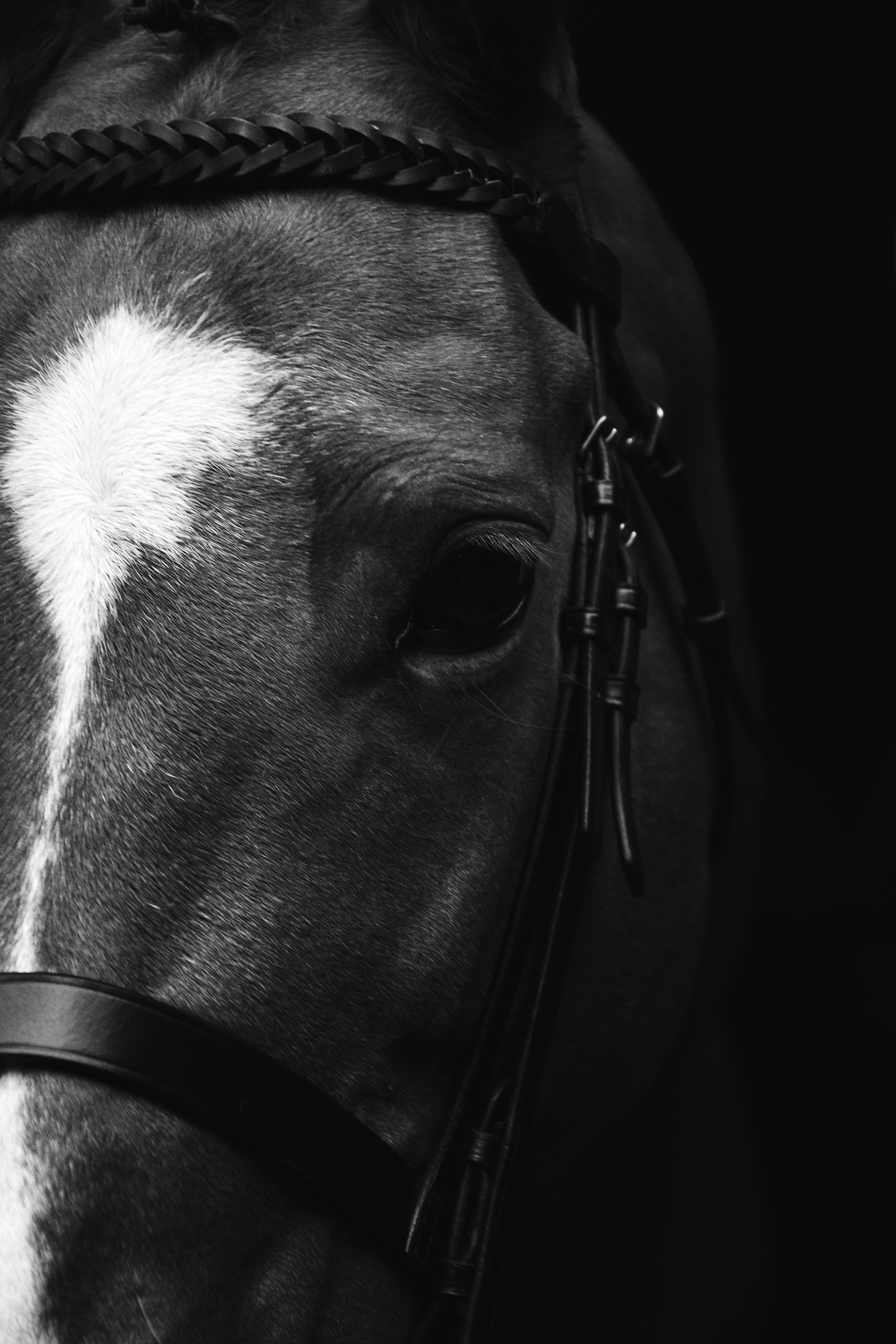 black and white equine photograph of half horses face on black background