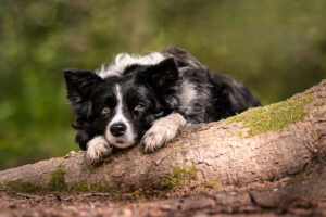woodland dog photography sussex. dog laying on tree root