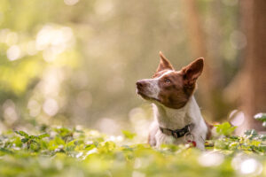 woodland dog photography sussex. dog looking up to owner