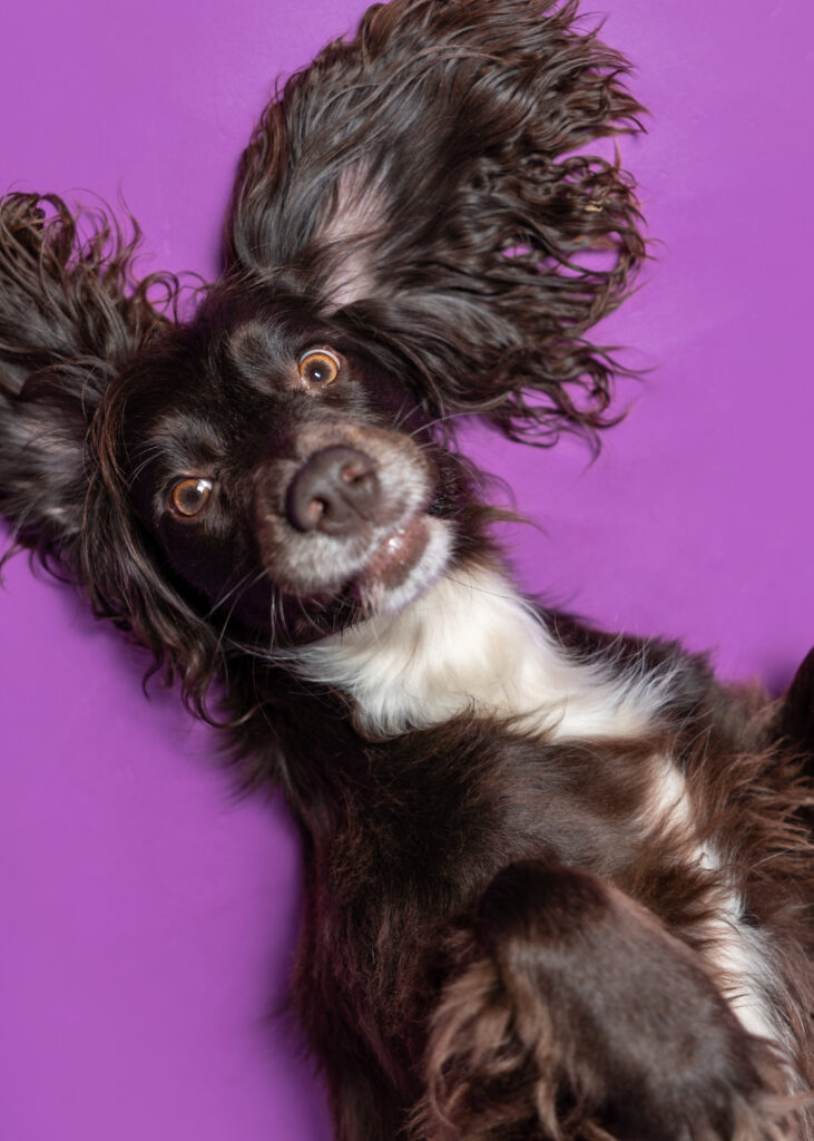 studio dog photography in sussex - dog laying playfully on floor