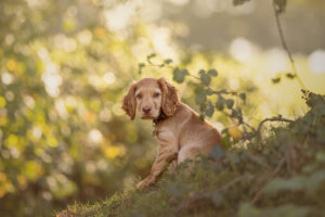 puppy sitting on grass. dog photography sussex
