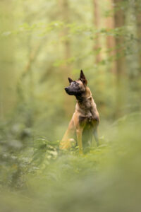 malinois dog photographed in woodland. dog photography sussex
