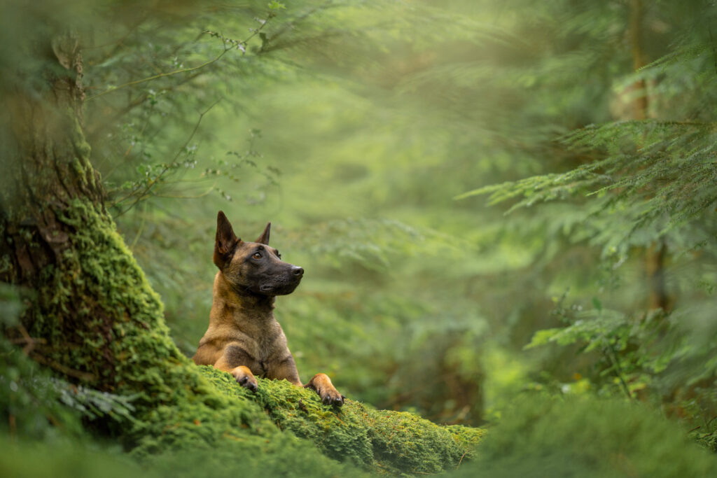 Dog photographer in sussex. Dog laying against tree root in woodland.