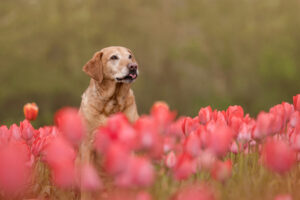labrador looking over tulips. dog photography sussex