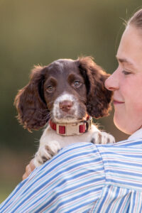 spaniel puppy looking over owners shoulder. dog photography sussex