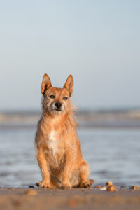 dog sitting on beach, sussex dog photography