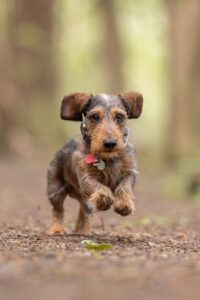 daschund dog running in woodland. dog photography sussex