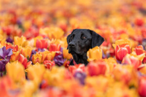 dog looking over tulips. dog photography sussex