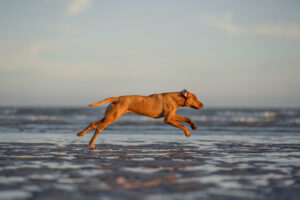 dog running along beach at sunset. dog photography sussex