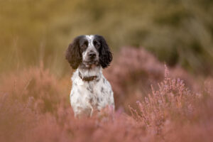 dog sitting amongst heather, ashdown forest sussex dog photography